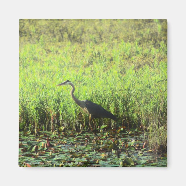 Heron 6449 magnet (Framsidan)