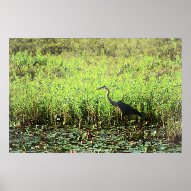 Heron 6449 poster (Framsidan)