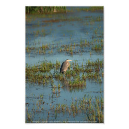 Heron 6937 fototryck