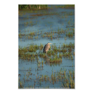 Heron 6937 fototryck