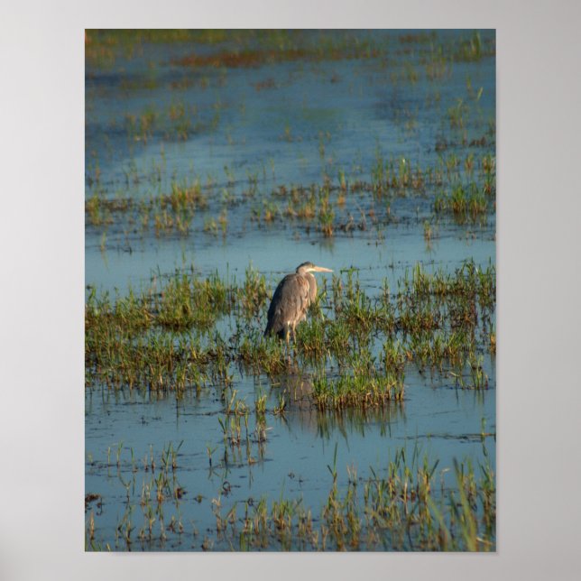 Heron 6937 poster (Framsidan)