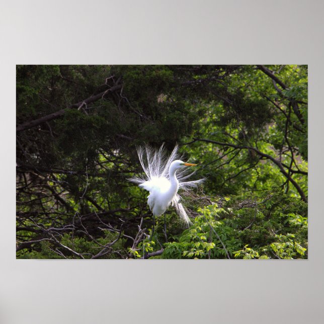 Heron Bird i Träd Poster (Framsidan)
