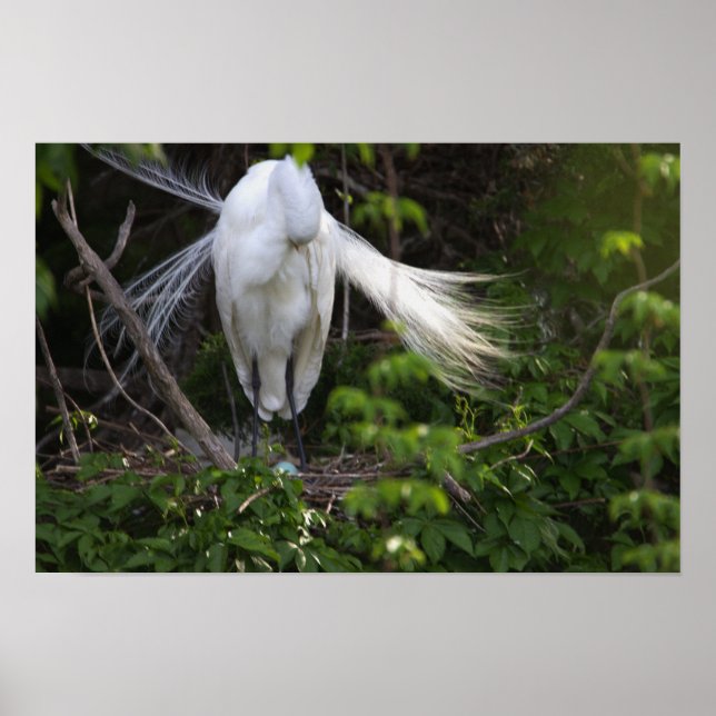 Heron Bird i Träd Poster (Framsidan)