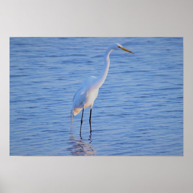Heron Bird Photo Poster (Framsidan)
