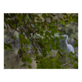 Héron cendré perfect poster