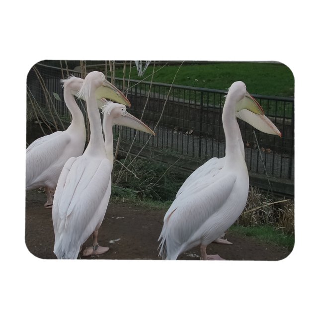 Heron Family 3-tums x4-tums Magnet (Horisontell)