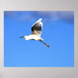 Heron Flies Photo Poster