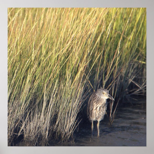 Heron i Grass Poster (Framsidan)