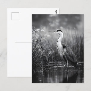Heron i Marsh Black and White Vykort