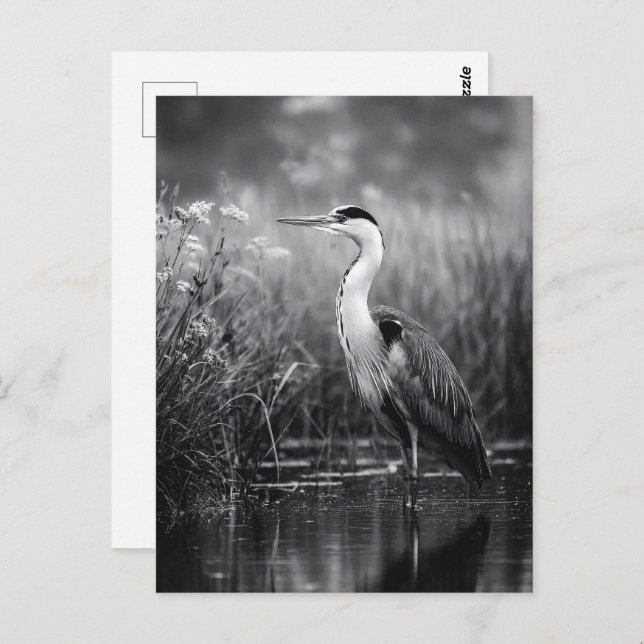 Heron i Marsh Black and White Vykort (Fram/baksida)