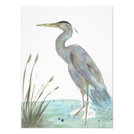 Heron i Marsh Watercolor Fototryck