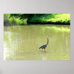 HERON I POND/SKADES AV GRÖNT/GULT/FOTOG. POSTER