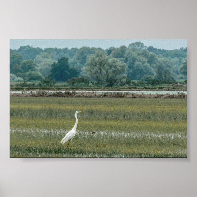 Heron i Poster gräs (Framsidan)