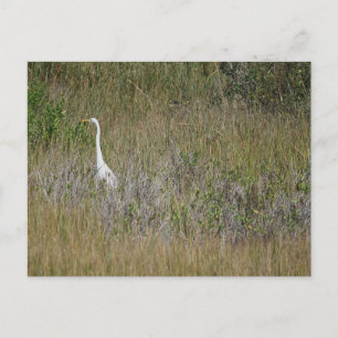 Heron i vykort för gräs
