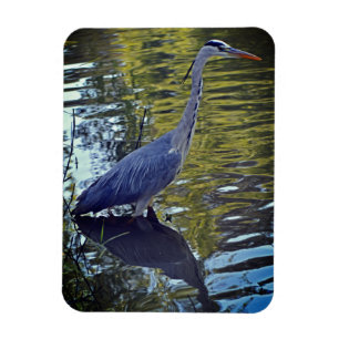 Heron Matande i dammen vid RHS Wisley, Förenade ku Magnet