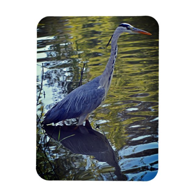 Heron Matande i dammen vid RHS Wisley, Förenade ku Magnet (Vertikal)