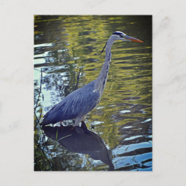 Heron Matande i dammen vid RHS Wisley, Förenade ku Vykort
