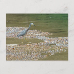 Heron och baby krabs Narooma, Australien Vykort