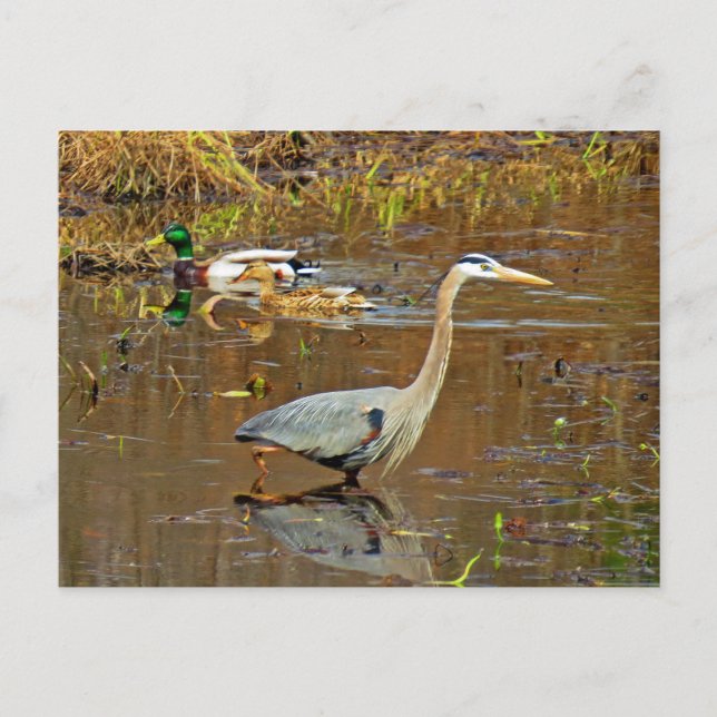 Heron och Mallards Vykort (Framsida)