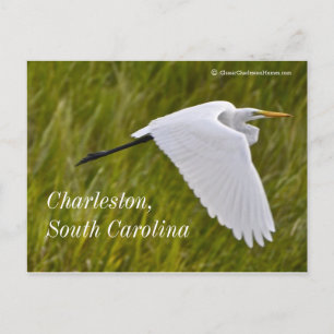 Heron of Charleston Vykort