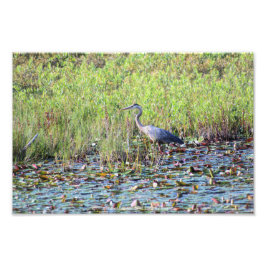 Heron P6450 Fototryck