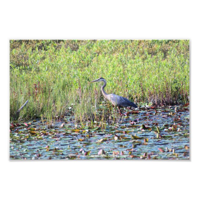 Heron P6450 Fototryck (Framsidan)