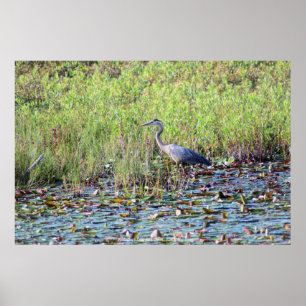 Heron P6450 Poster