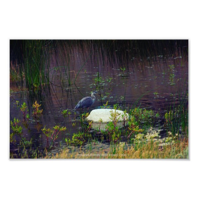 Heron P9687 Fototryck (Framsidan)