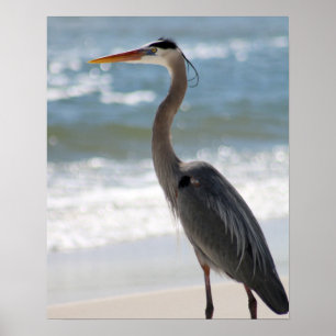 Heron på Beach Profile Färg 16x20 Poster