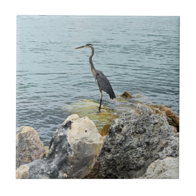 Heron på Sten vid stranden Kakelplatta (Framsidan)