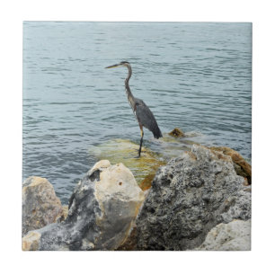Heron på stenar på stranden kakelplatta
