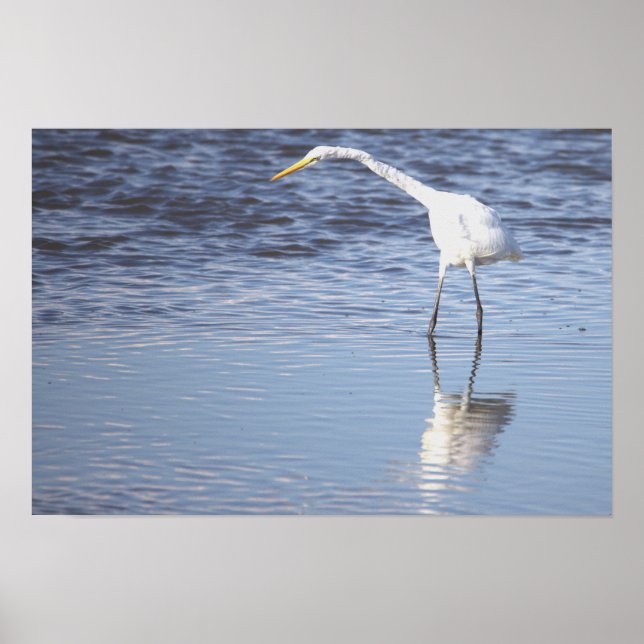 Heron Photo Poster (Framsidan)