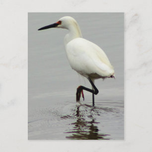Heron Photo Vykort