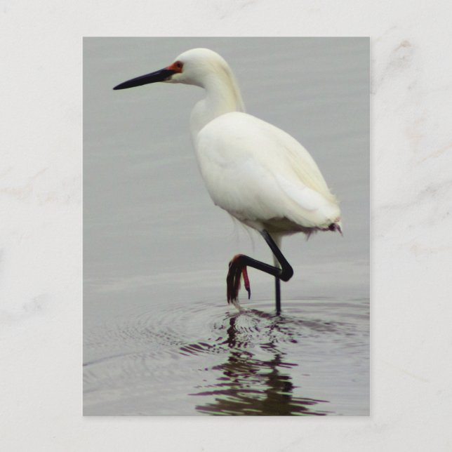 Heron Photo Vykort (Framsida)