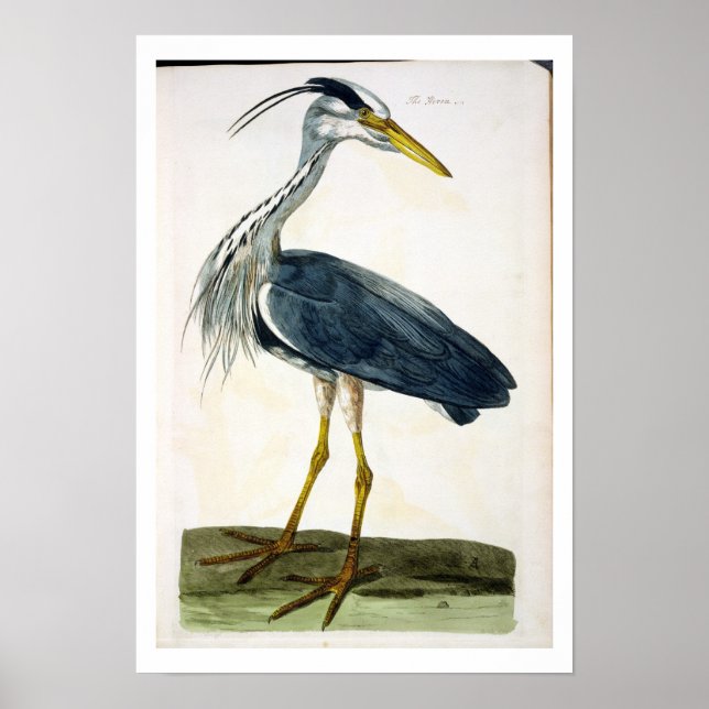 Heron-plattan (Ardea cinerea) från The British Poster (Framsidan)