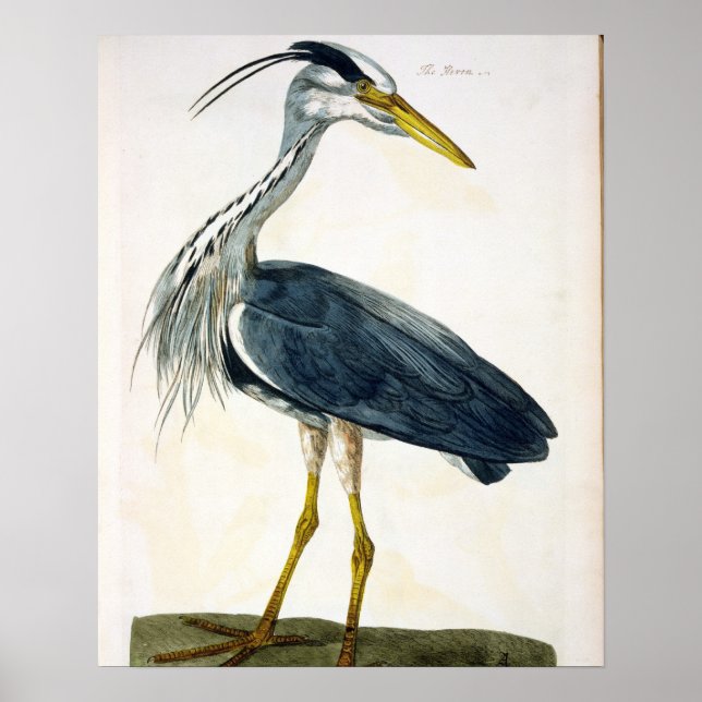 Heron-plattan (Ardea cinerea) från The British Poster (Framsidan)