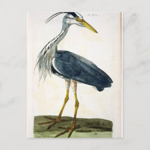 Heron-plattan (Ardea cinerea) från The British Vykort