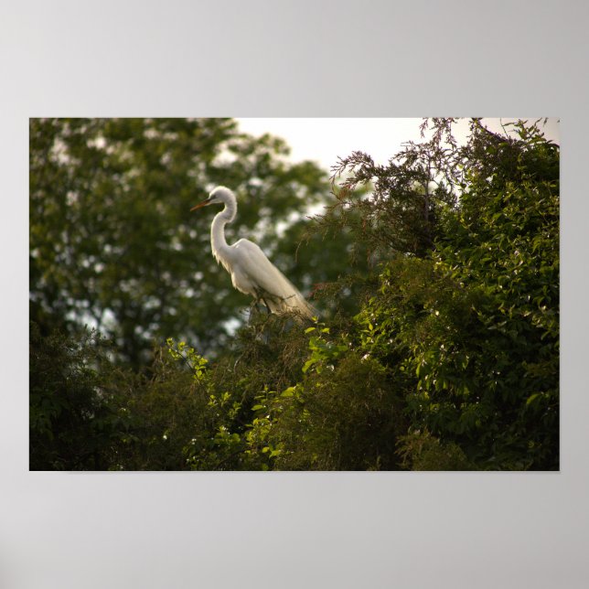 Heron Poster (Framsidan)