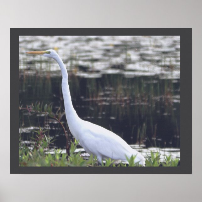 Heron Poster (Framsidan)