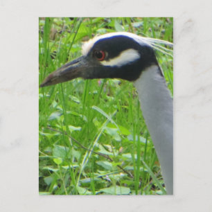 Heron Profile Vykort