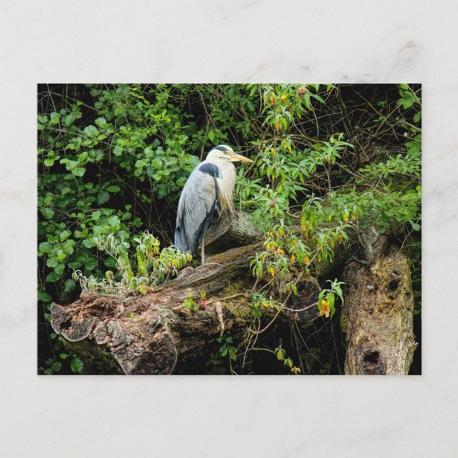 Heron. Roath Park Sjö, Cardiff, Wales Vykort (Framsida)