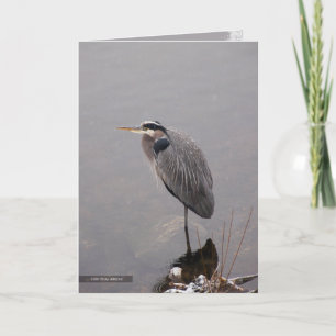 Heron som vänder mot stormen kort