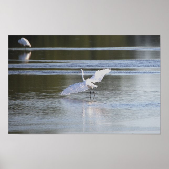 Heron Spreading Vingar Photo Poster (Framsidan)