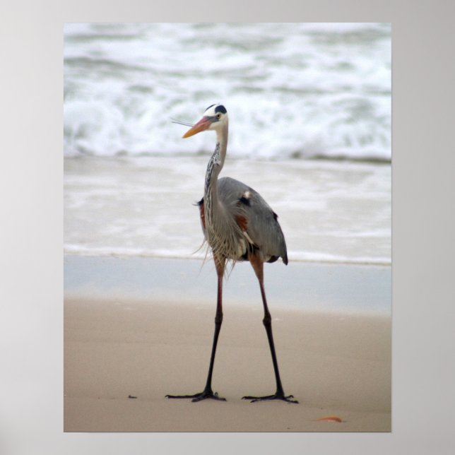 Heron Ställande vid Beach-Lodrät Färg 16 x 20 Poster (Framsidan)