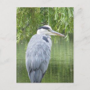 Heron stäng vykort