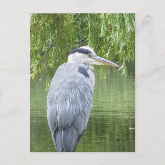Heron stäng vykort (Framsida)