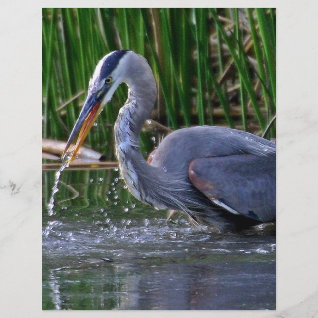 Heron Stänk (Framsida)