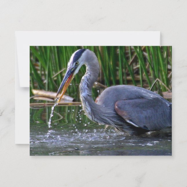 Heron Stänk (Framsida)