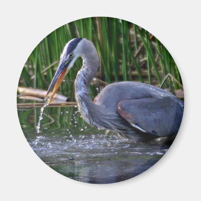Heron Stänk Magnet (Framsidan)