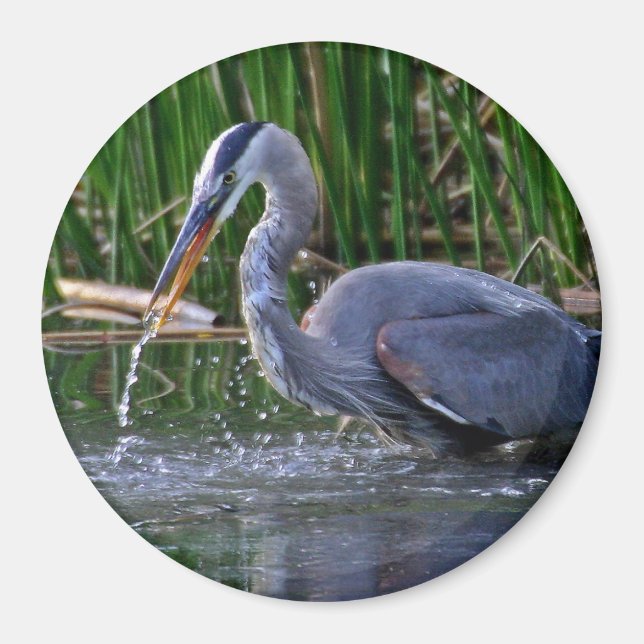 Heron Stänk Magnet (Framsidan)